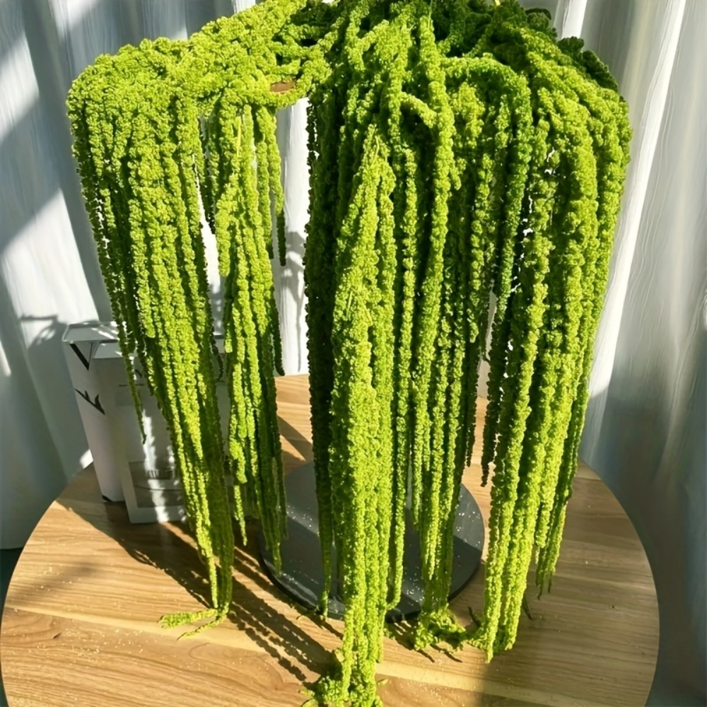 مجموعة من 4 قطع من زهور الأمار - مراجعة Preserved Moss Sheet وسعره