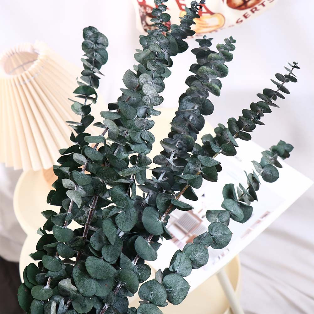 10 قطع من أوراق الأوكالبتوس ال - مراجعة Eucalyptus Preserved وسعره