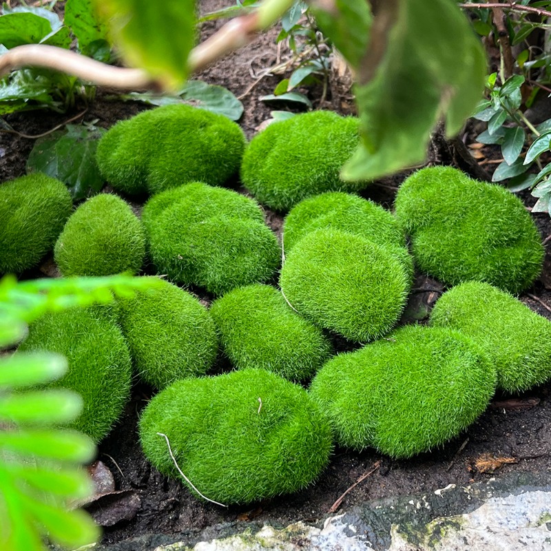 100/5 قطعة من أحجار الطحلب الا - مراجعة Preserved Moss Sheet وسعره