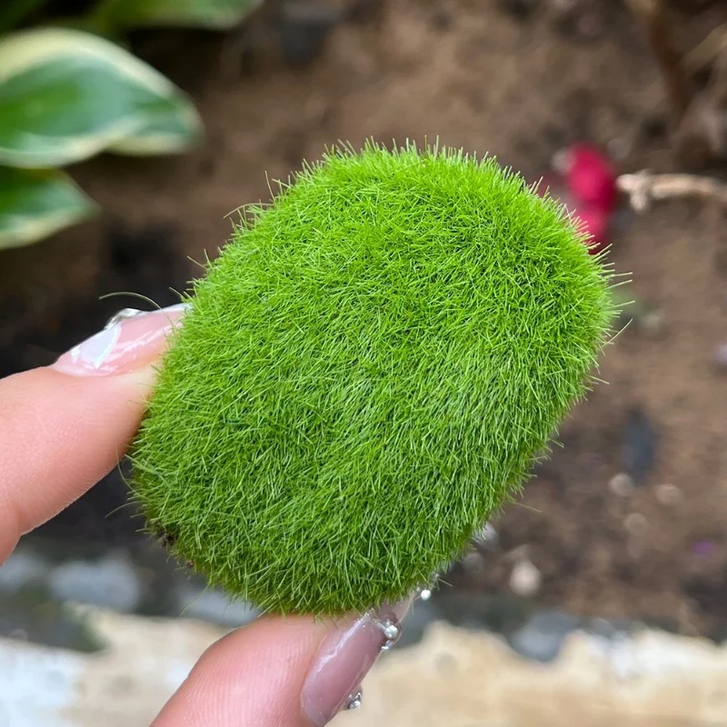 100/5 قطعة من أحجار الطحلب الا - مراجعة Preserved Moss Sheet وسعره