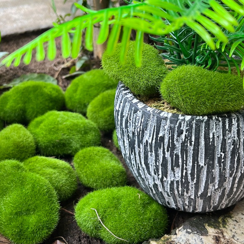 100/5 قطعة من أحجار الطحلب الا - مراجعة Preserved Moss Sheet وسعره