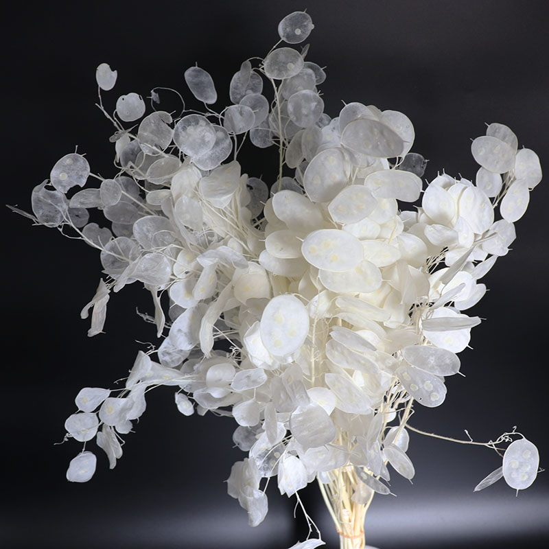 زهور لوناريا المحفوظة لترتيب ا - مراجعة Eucalyptus Preserved وسعره